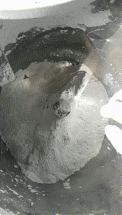 高速混合机在塑料粉体混合中有什么作用?(图1) 高速混合机在塑料粉体混合中有什么作用?(图1)